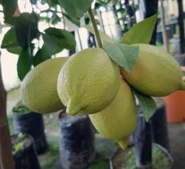 orto-frutt-off-1
