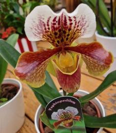 orchidee-1