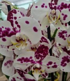 orchidee-10