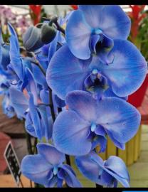 orchidee-2