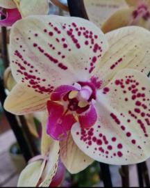 orchidee-3