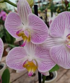 orchidee-4