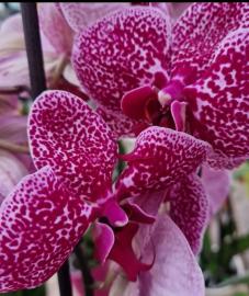 orchidee-5