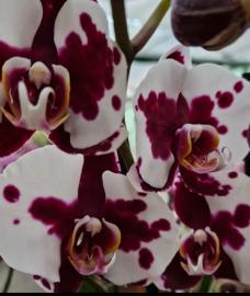 orchidee-6