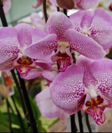 orchidee-7