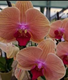 orchidee-8