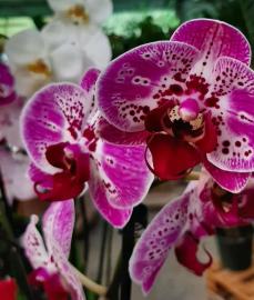 orchidee-9